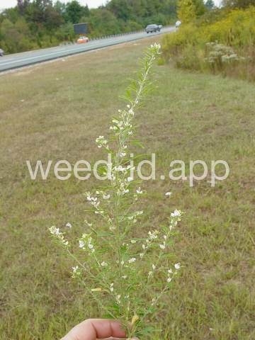 lespedeza, sericea